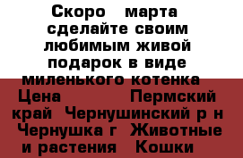 Скоро 8 марта, сделайте своим любимым живой подарок в виде миленького котенка › Цена ­ 3 000 - Пермский край, Чернушинский р-н, Чернушка г. Животные и растения » Кошки   